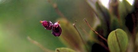 Inflorescencia flexible, con muchas flores suculentas y ovado, desde 40 cm de largo, con brácteas infundibuliformes, con una espata aproximadamente de 10 mm; pedicelos desde 6 hasta 15 mm.