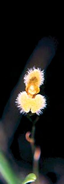 Stelis megachlamys (Schltr.) Pridgeon & M. W. Chase Epífita, de 20 cm de alto. Tallos erectos, ligeramente comprimidos hacia el ápice, desde 6 hasta 13 cm de largo.