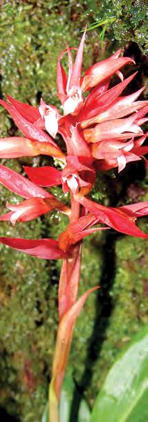 Stenorrhynchos glicensteinii Christenson Epífita poco abundante, se distingue por su inflorescencia rojiza y sus hojas brillosas y flexibles.