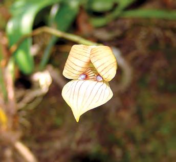Trigonidium egertonianum Bateman ex Lindl. Esta epífita herbácea la podemos encontrar en área abiertas. Se distingue y reconoce fácilmente por su apariencia de tener sólo 3 pétalos.