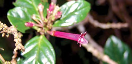 Gibsoniothamnus cornutus (Donn. Sm.) A. H. Gentry Arbusto epífita desde 1 hasta 2.5 m de alto, ramas gruesas, con internudos desde 2.