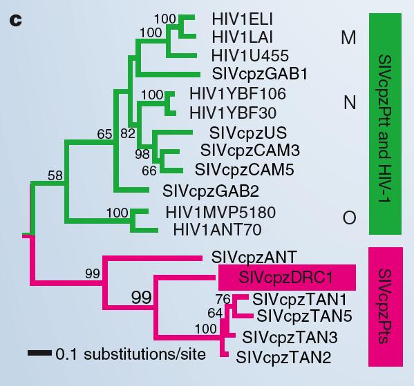 Origen del HIV-1 (I) Origen del HIV-1 (II) La teoría OPV propone que el HIV-1 se originó a partir de vacunas contra la