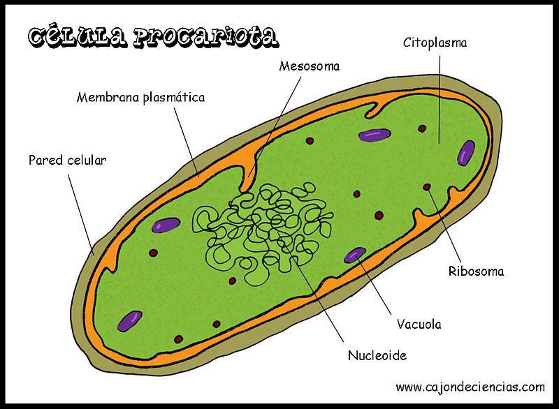 rodeados de membrana Células PROCARIOTAS No Poseen un