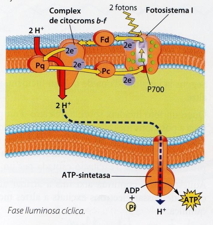 Fase lluminosa cíclica En la fase lluminosa cíclica només intervé el fotosistema I.