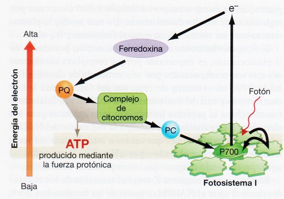 La fotofosforilació cíclica produeix ATP. El transport d'electrons cíclic és una alternativa a l'esquema en Z.