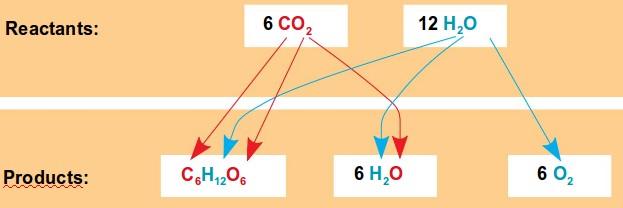 La reacció simplificada de la fotosíntesi per a l'obtenció d'una molècula de glucosa és: 6CO2 + 6 H2O + llum solar C6H12O6 + 6O2 Durant molts anys es va interpretar que l'oxigen que es desprenia de