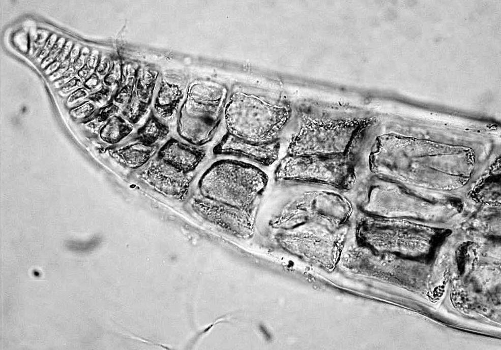 µm 150 µm Fig. 2. Alsidium cymatophilum.