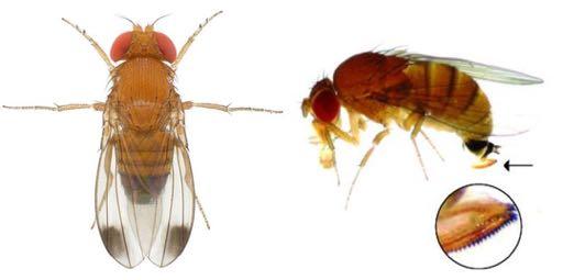 Ciclo biológico Mosca del vinagre de las alas manchadas (Drosophila