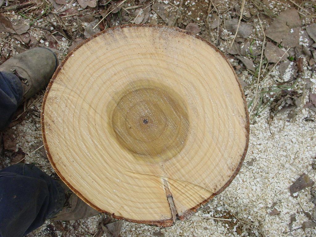 Castilla y León Resultados del ensayo Diámetro normal 37,5 cm Altura total 30,2 m Altura maderable
