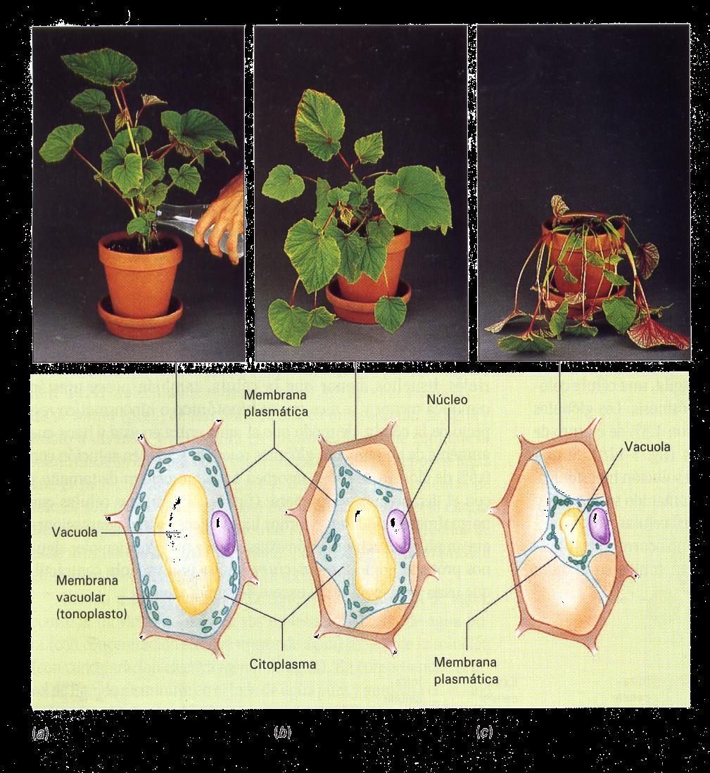 Explica lo que sucede en el caso de una célula vegetal. En el caso de la izquierda, la planta está turgente, lo que ocurre en un medio hipotónico (presión de turgencia).