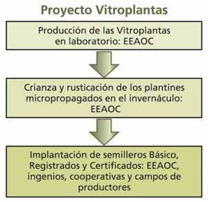 CAPÍTULO 4 CAÑA SEMILLA DE ALTA CALIDAD EEAOC inició en el 2000 el Proyecto Vitroplantas. En este proyecto la semilla de alta calidad se obtiene empleando la técnica de micropropagación.