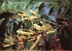 Acacia mangium normalmente se desarrolla en suelos ácidos (4.5-6.0) bien drenados, tolera suelos con ph tan bajos como 3.8 y saturación de aluminio de 70 %.