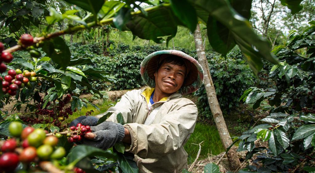 1. Cómo comienza Fairtrade? En 1988: El primer café Fairtrade vino de México y fue vendido en un supermercado Danés.