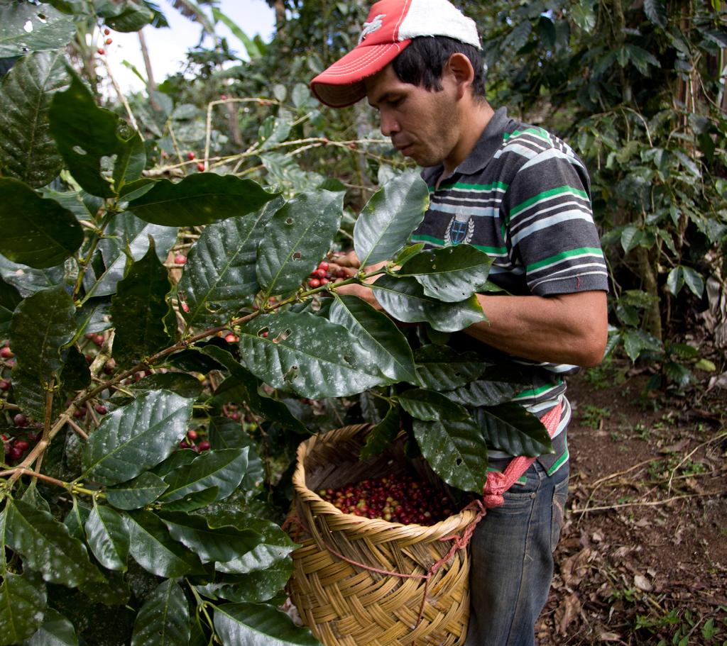 7. En qué amplitud el estándar Fairtrade cubre problemas medioambientales? Las problemáticas medioambientales son ampliamente cubiertas por los estándares Fairtrade.