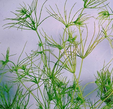 Reino Plantae, Phylum Carófitas Algas verdes clorofilas a y b, almidón,