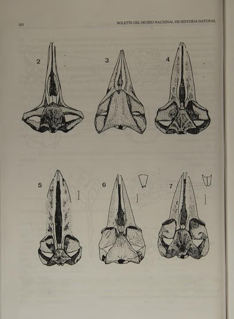 Figura 2: Eubalaena australis, «ballena franca del sur».