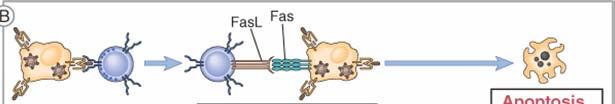 Mecanismos de lisis celular: interacción de receptores Fas y FasL (LTc y NK) Apoptosis mediada por la