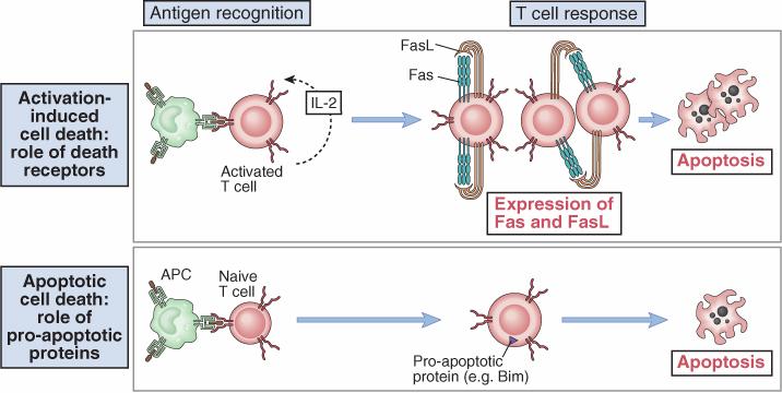 Muerte celular inducida por la activación ante estimulación repetida Reconocimiento Respuesta Receptores de muerte