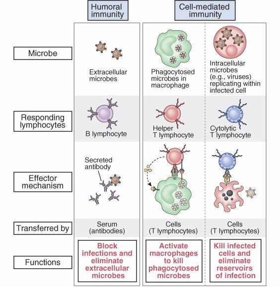 Inmunidad humoral Inmunidad celular Microorganismo Extracelular Intracelulares fagocitados Intracelulares citoplasmáticos Linfocitos involucrados IFN IL-2 L B L Th1 CTL Mecanismos efectores Secreción
