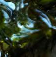 MUSGO ESTRELLADO Y MUSGO DE IRLANDA (Mastocarpus estellatus) REF: 15-2013CBIO 300g ENTERA Alga marina recolectada a mano en su medio natural en el Golfo de Vizcaya y aguas portuguesas.