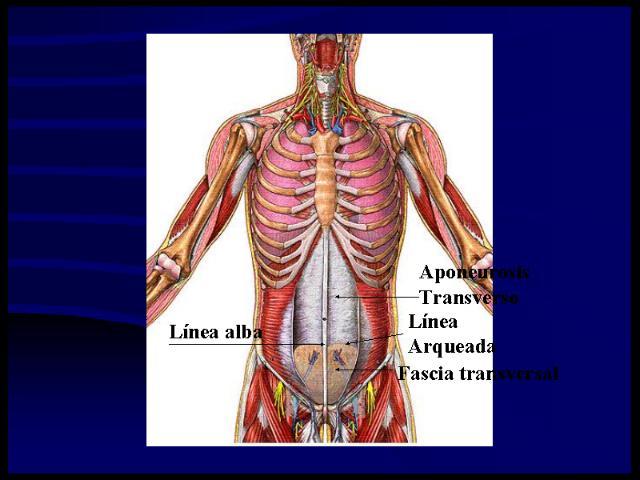 Módulo 20: Descripción Músculos Dorso del Tronco, Cabeza y Cuello Dorso del Tronco La pared muscular posterior se ubica por detrás del borde posterior de los músculos abdominales anteriores y entre