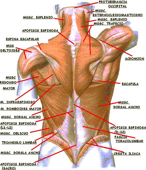 El músculo erector de la columna se origina medialmente en un fuerte tendón que se adhiere a lo largo en forma de "U", que