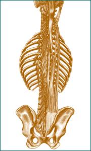 A medida que se acerca a la duodécima costilla, se divide en tres bandas paralelas, la más lateral es el músculo