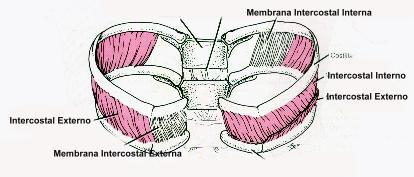 Intercostales, Músculos anchos que situados en un espacio intercostal, lo revisten, se distinguen tres intercostales: externos, internos e íntimos.
