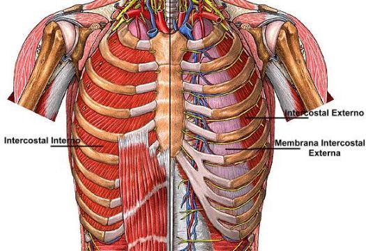 Entre el intercostal interno e íntimo se encuentra un espacio, que se atenúa de atrás a adelante, en el cual se alojan en medio del tejido celular, vena intercostal por arriba, la arteria en el medio