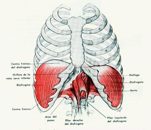 Módulo 19: Descripción Músculos Abdomen Los músculos del abdomen se distribuyen