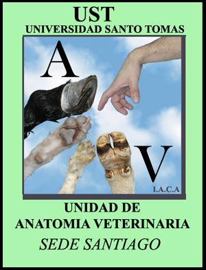 Unidad de Anatomía Veterinaria UST.
