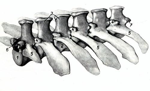 Osteología : segmento lumbar Son seis tanto en equino como en bovino Proc.