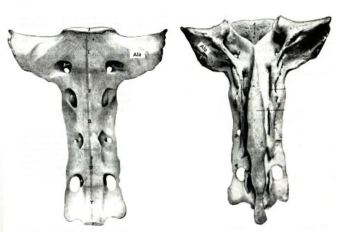 Osteología : Sacro Cinco vértebras fusionadas en equino y bovino Cresta sacral mediana en equino es más alta que en