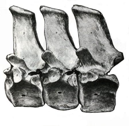 Osteología : Tórax Vértebras toráxicas son 18 (19 ó 17) en equino y 13 en bovinos Proc. mamilares más evidentes que en el canino. Bovino no posee proc mamilares en las últimas vértebras del segmento.
