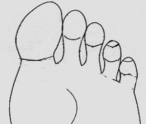 Longitud de los dedos de los pies El cuarto dedo de los pies, contando desde el pequeño, más largo que el