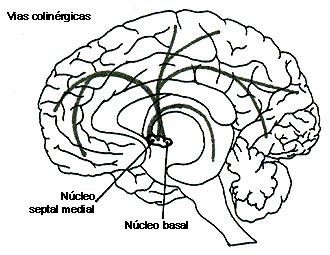 Sistema Colinérgico Núcleos: Núcleos basales Proyecciones: A toda la corteza Funciones involucradas: Aprendizaje Memoria
