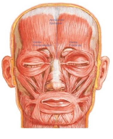Músculos De La Región Auricular: a. Señale los músculos de la región bucal: 6.