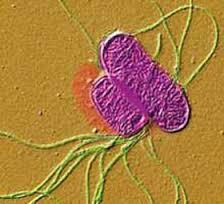 Enterobacterias Área