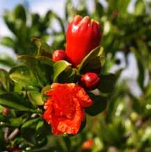 Flora Partiendo de la vegetación típica de zonas secas en el entorno de la Rambla Salada de Albatera, como el romero (Rosmarinus officinalis), esparto (Stipa tenacissima),, se llega a extensos campos