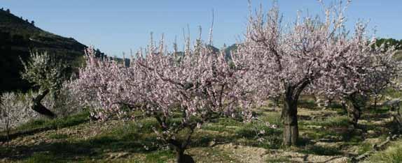 268 RUTA VI. Ríos Amadorio, Sella y Penáguila. Almendros (Prunus dulcis) su localidad más septentrional como Vella spinosa, Genista longipes, Leucanthemum arundanum, Thymus gadorensis,.