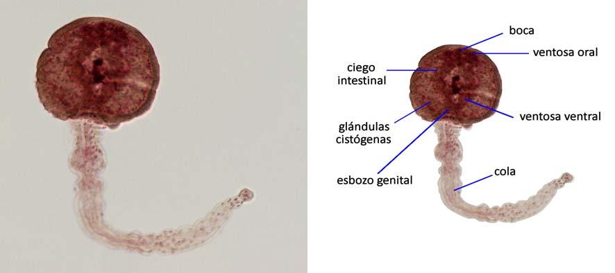 Redia Surge del esporoquiste y se desarrolla en el mismo caracol. Mide 1 3 mm, tiene aspecto de saco, boca y un saco intestinal ciego (Fig.10).
