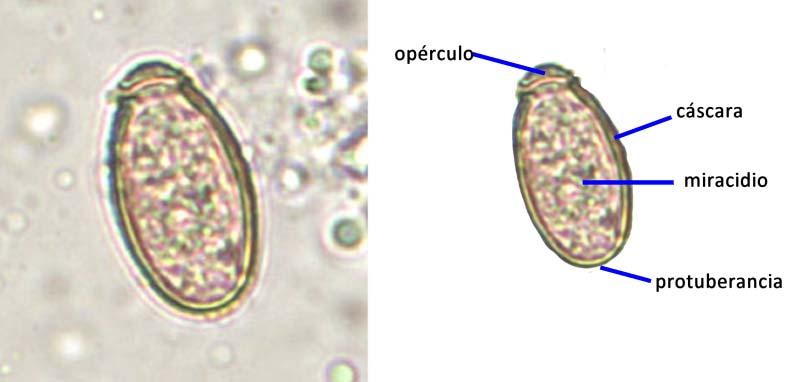 b) Características de los huevos Pequeños (27 35x12 19 μm) y ovales, con un opérculo muy visible que se adapta al reborde de la cáscara (Fig. 15).