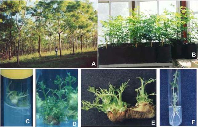 Ejemplo: Etapas de la micropropagación en plantas de paraíso gigante, Melia azedarach var. gigantea L. (Olmos et al., 2002.