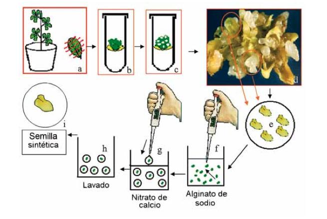 Producción de semillas artificiales via embriogénesis somática Inducción de la embriogénesis somática (a-d); selección de embriones