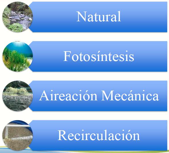 DESCOMPOSICION MATERIA ORGÁNICA Alimento, fertilizante aplicado a estanques, y micro-organismos producidos en estanques Materia orgánica