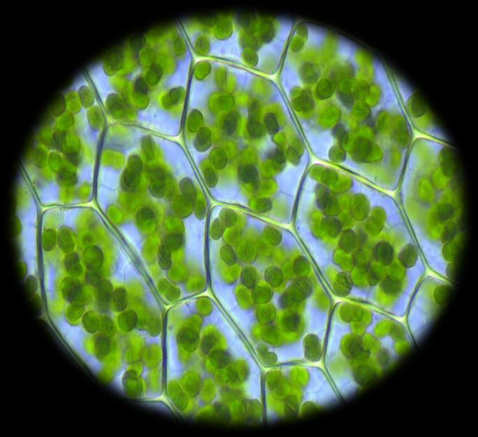 Clorofila de la propia alga Aphanizomenon flos-aquae 1037mg/100g Promacel La Clorofila es un pigmento de color verde presente en algas y plantas, es fundamental en la fotosíntesis.