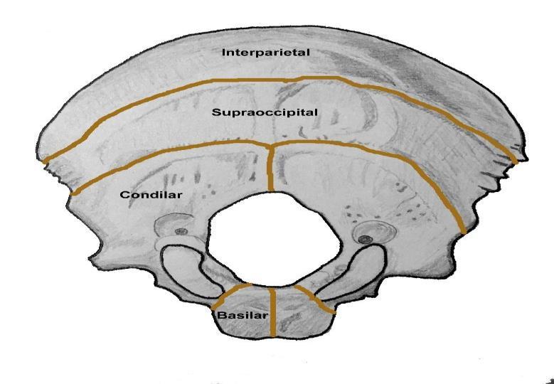 21 El desarrollo del occipital inicia en la novena semana de gestación con dos centros de osificación: un centro primario ubicado en la región ventral, cercano a la notocorda y otro en el segmento