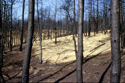 2/18 Introducción 1/2 La erosión del suelo es el impacto más dramático y visible del fuego en los ecosistemas, después de la