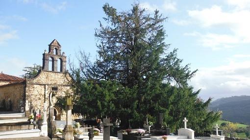 Tejo. El «Texu». Salas (Asturias) Tejo del cementerio de Salas- ISABEL GÓMEZ Declarado Monumento Natural por el Principado de Asturias. Situado en el interior del cementerio.