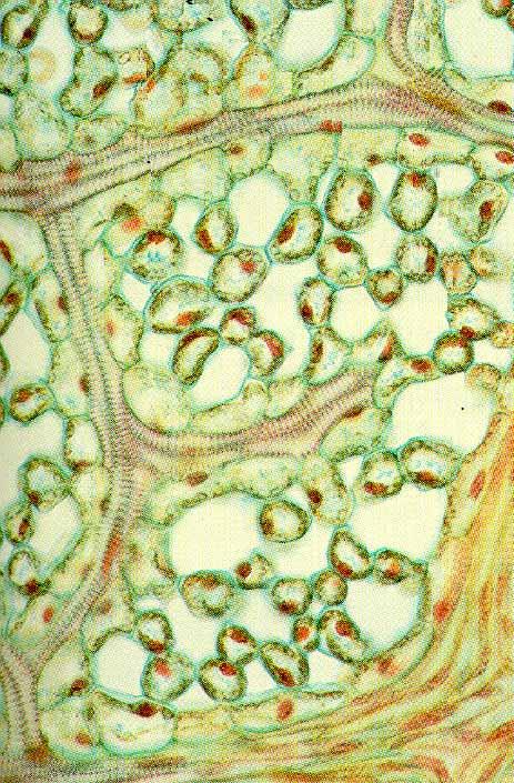 Venación (2) Células del mesófilo Células de la vaina del haz Espacios
